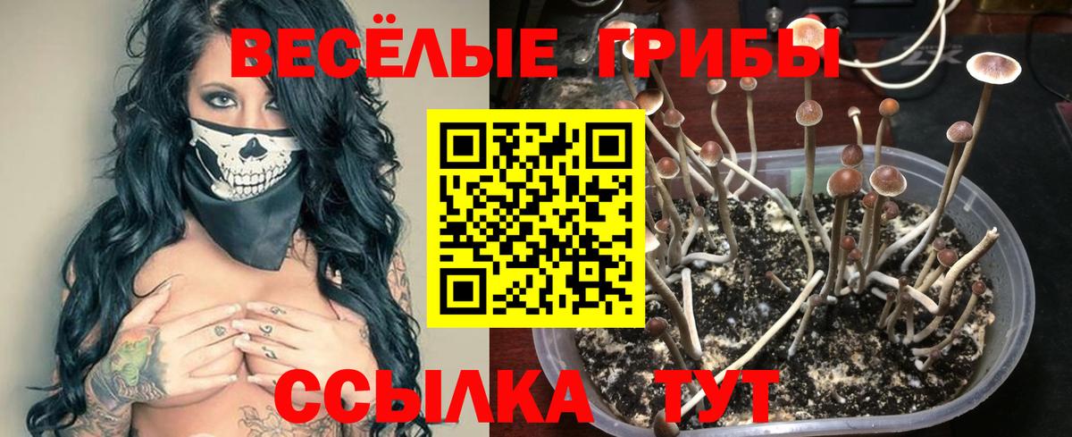Галлюциногенные грибы Psilocybine cubensis  Вход с VPN  Новозыбков 